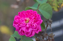 Масло дамасской розы (Rosa damascena)